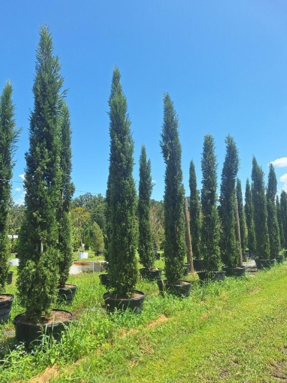 cupressus-sempervirens-italian-cypress