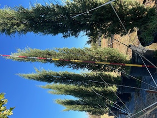 cupressus-sempervirens-italian-cypress