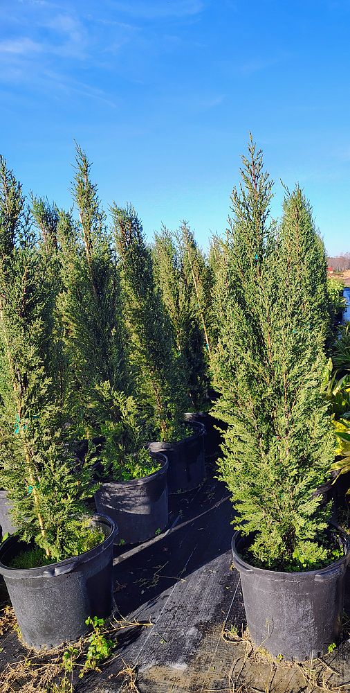 cupressus-sempervirens-italian-cypress