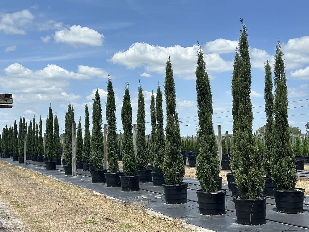 cupressus-sempervirens-italian-cypress