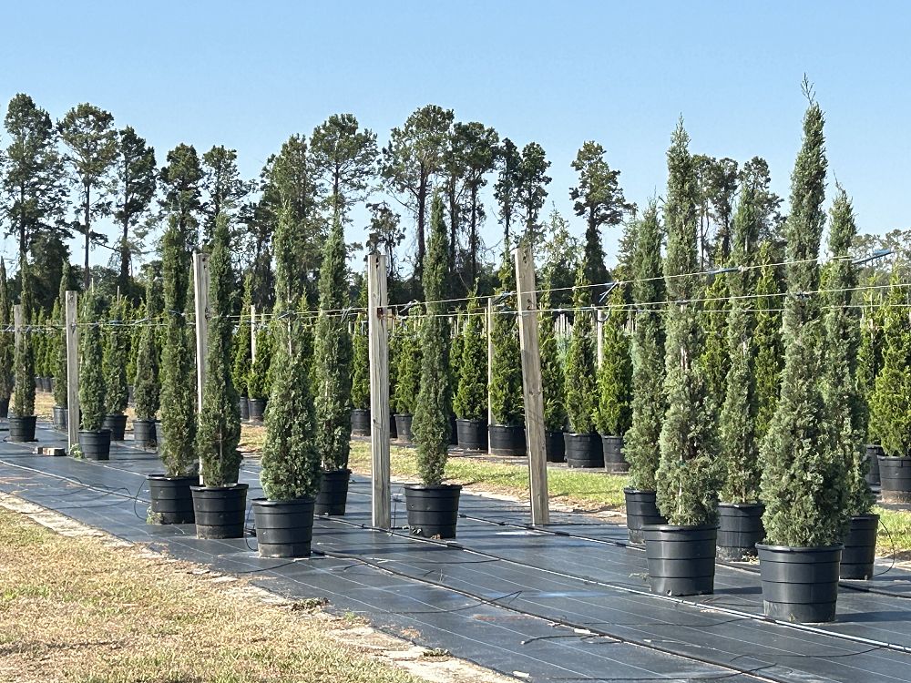 cupressus-sempervirens-italian-cypress