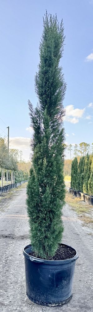 cupressus-sempervirens-italian-cypress