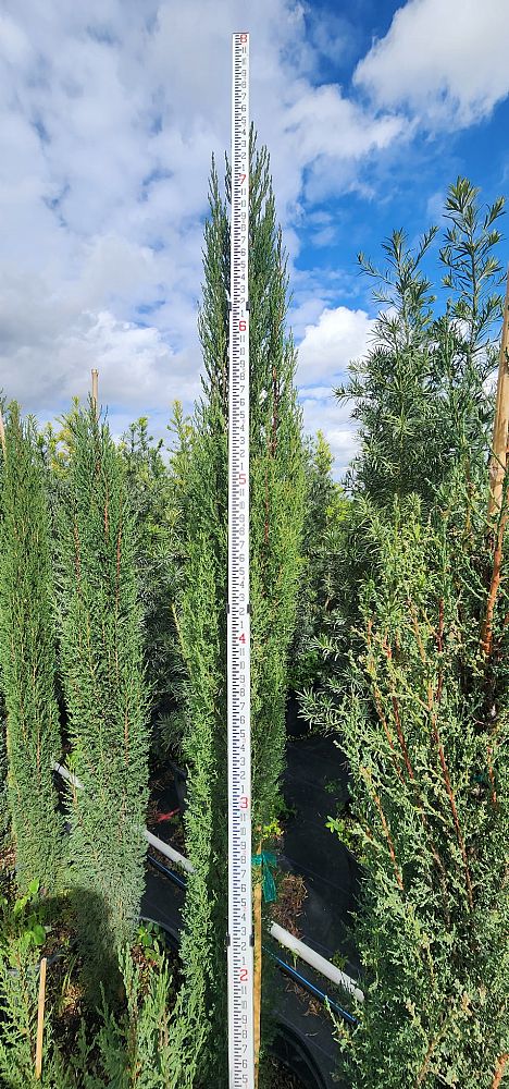 cupressus-sempervirens-italian-cypress