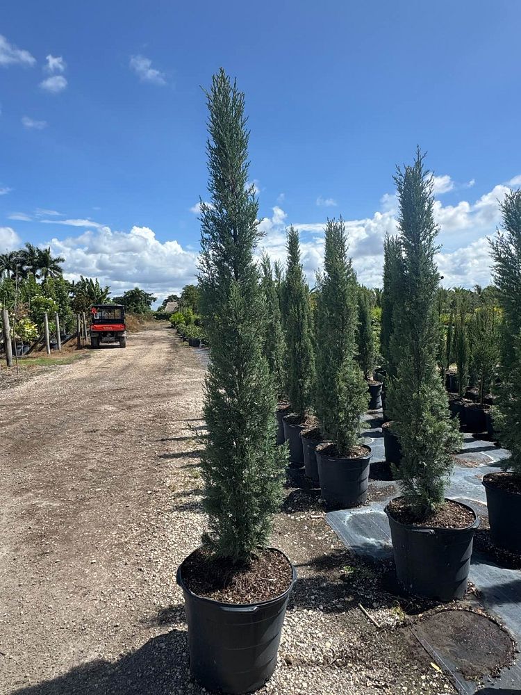 cupressus-sempervirens-italian-cypress