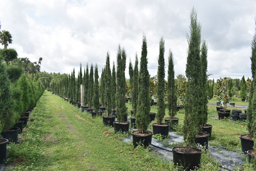 cupressus-sempervirens-italian-cypress
