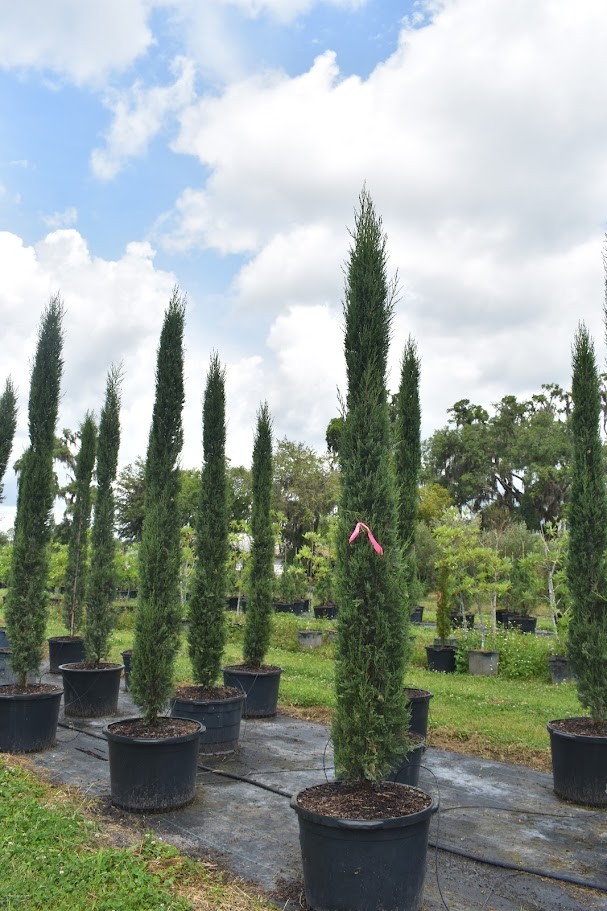 cupressus-sempervirens-italian-cypress