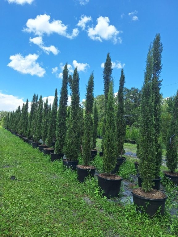 cupressus-sempervirens-italian-cypress