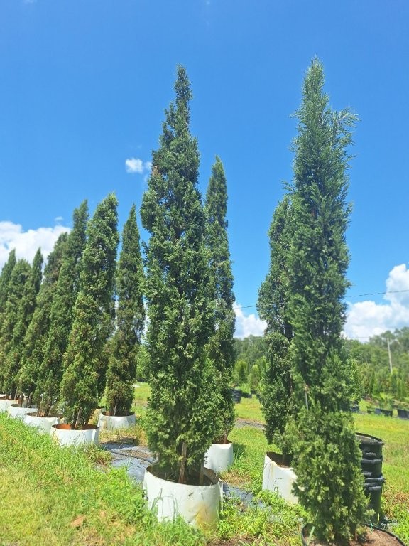 cupressus-sempervirens-italian-cypress