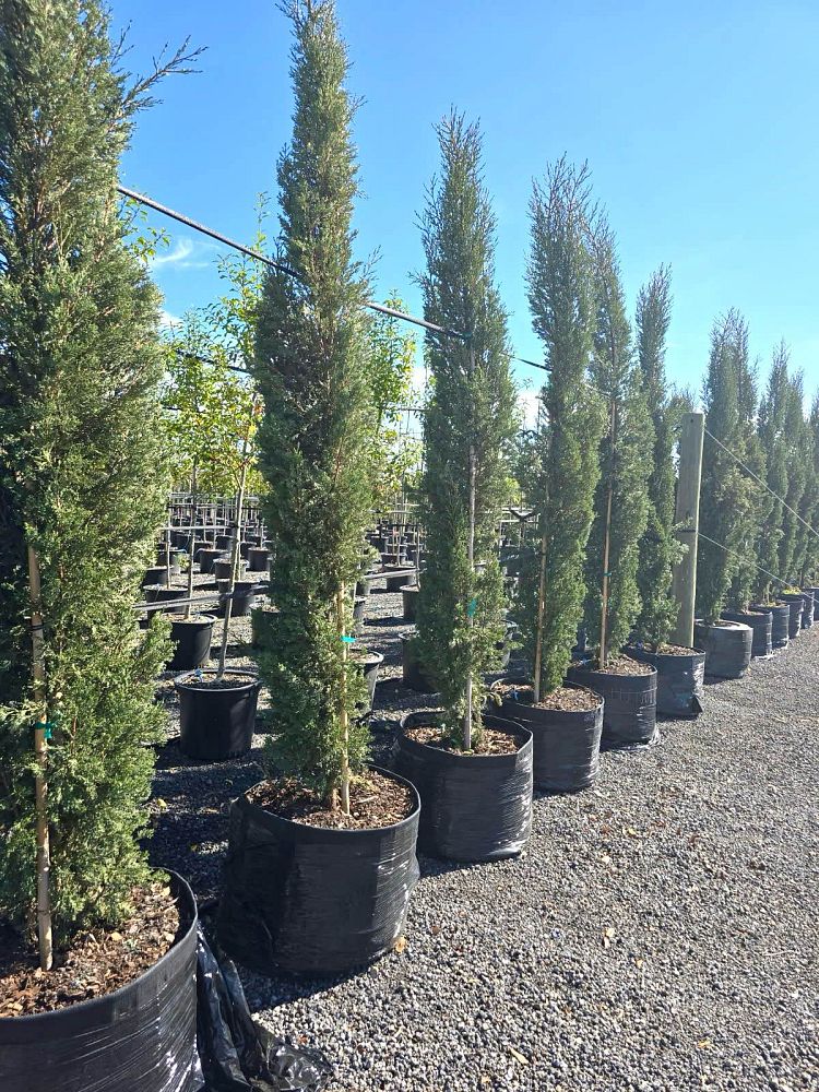 cupressus-sempervirens-italian-cypress