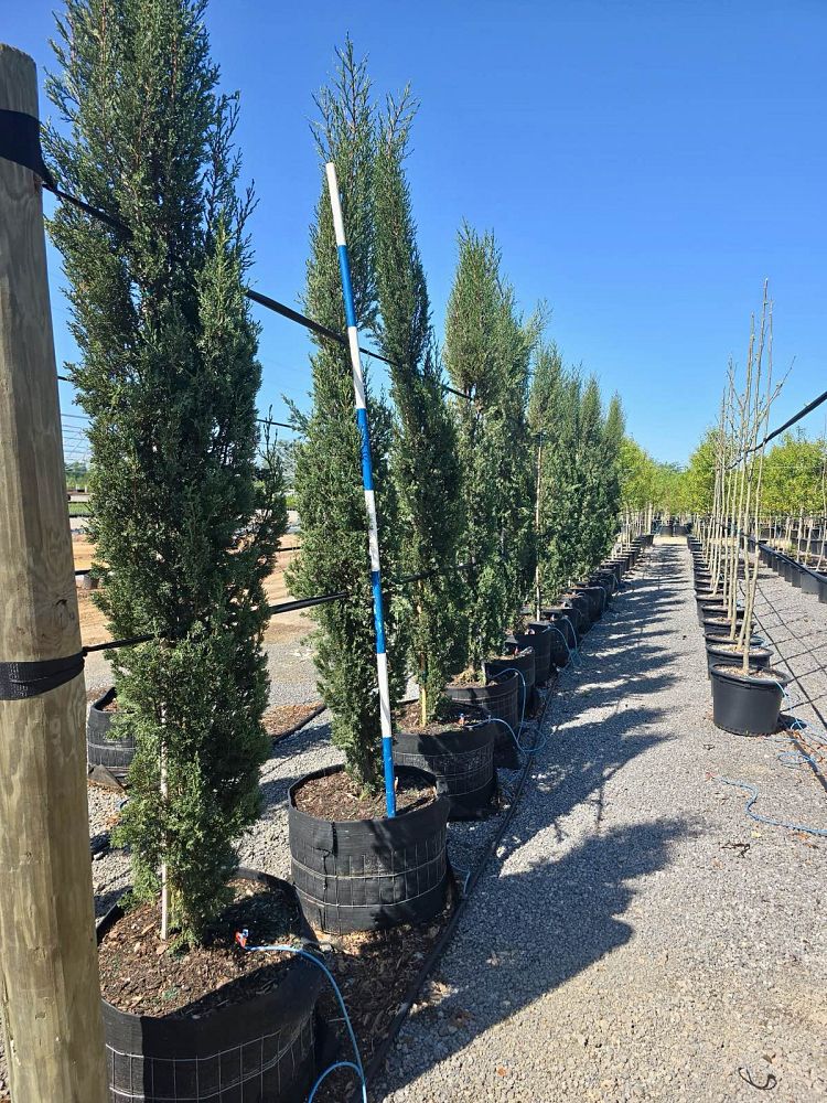 cupressus-sempervirens-italian-cypress