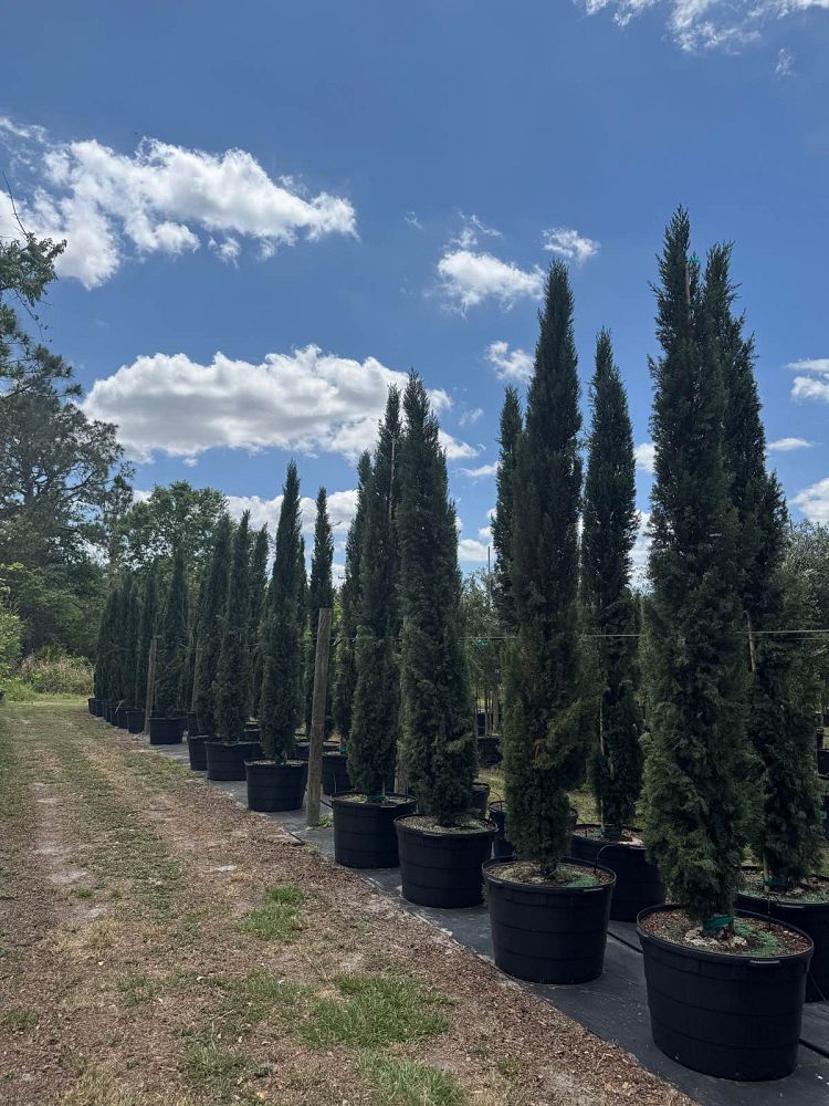cupressus-sempervirens-italian-cypress