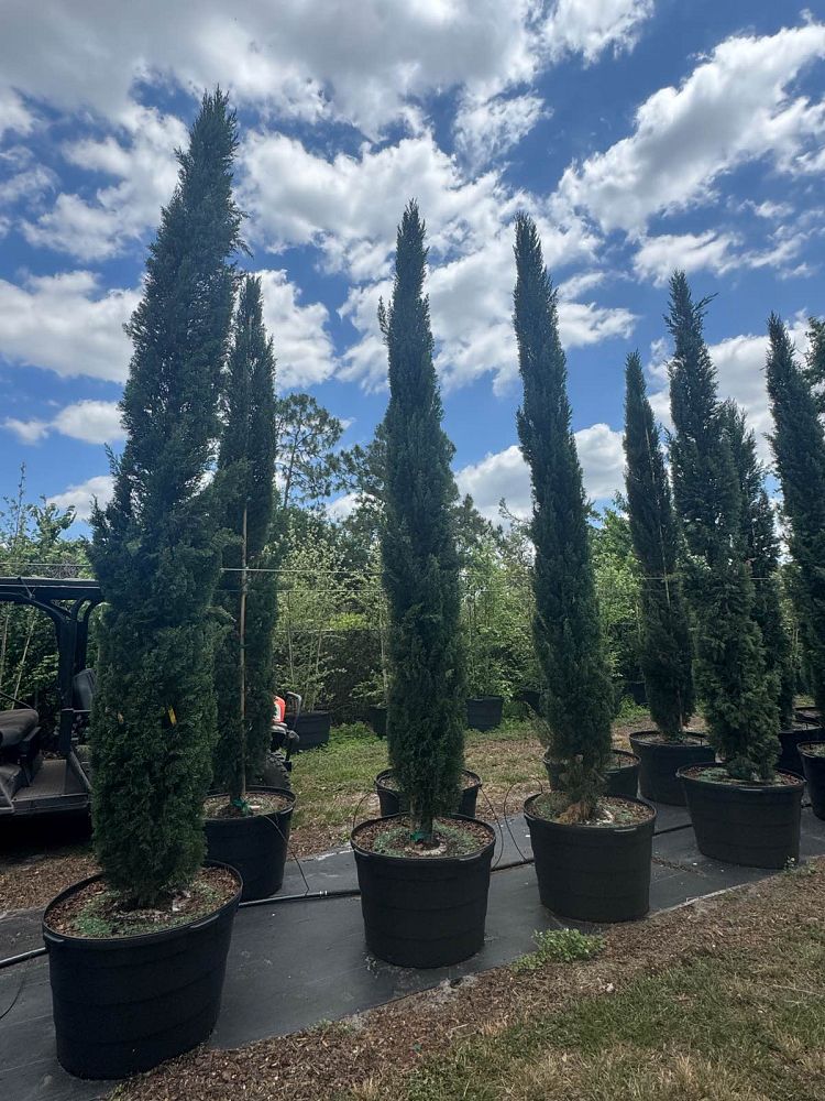cupressus-sempervirens-italian-cypress