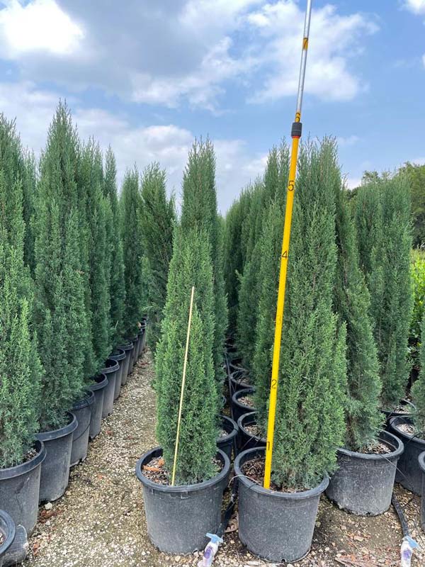 cupressus-sempervirens-italian-cypress