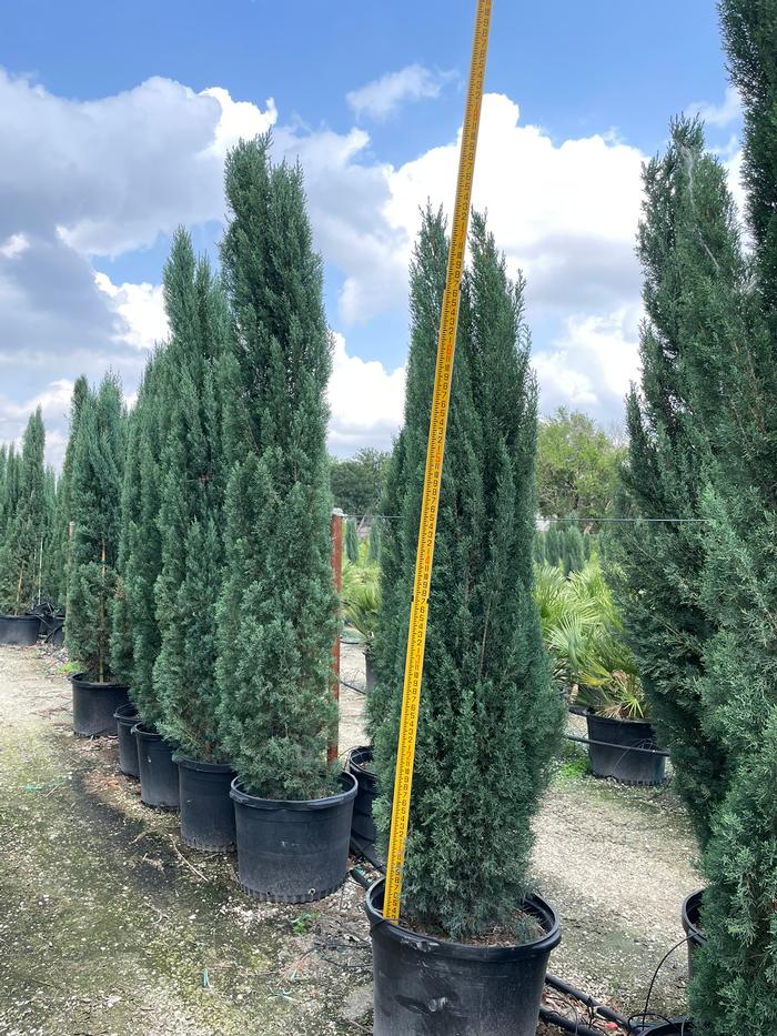 cupressus-sempervirens-italian-cypress