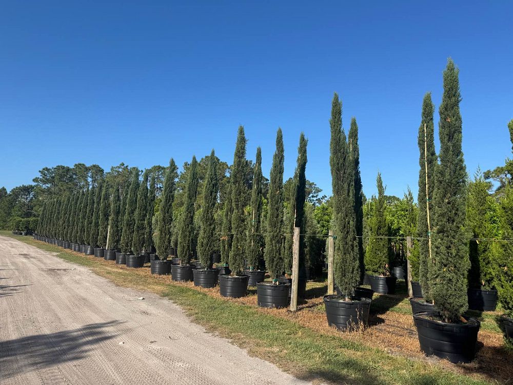 cupressus-sempervirens-italian-cypress