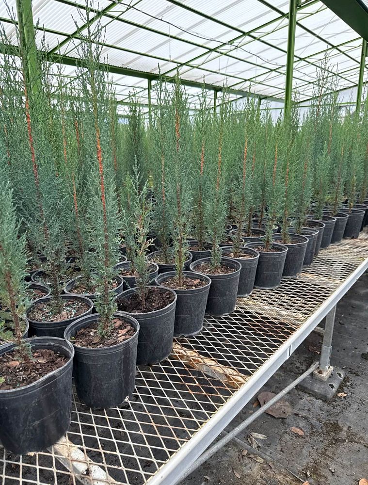 cupressus-sempervirens-italian-cypress