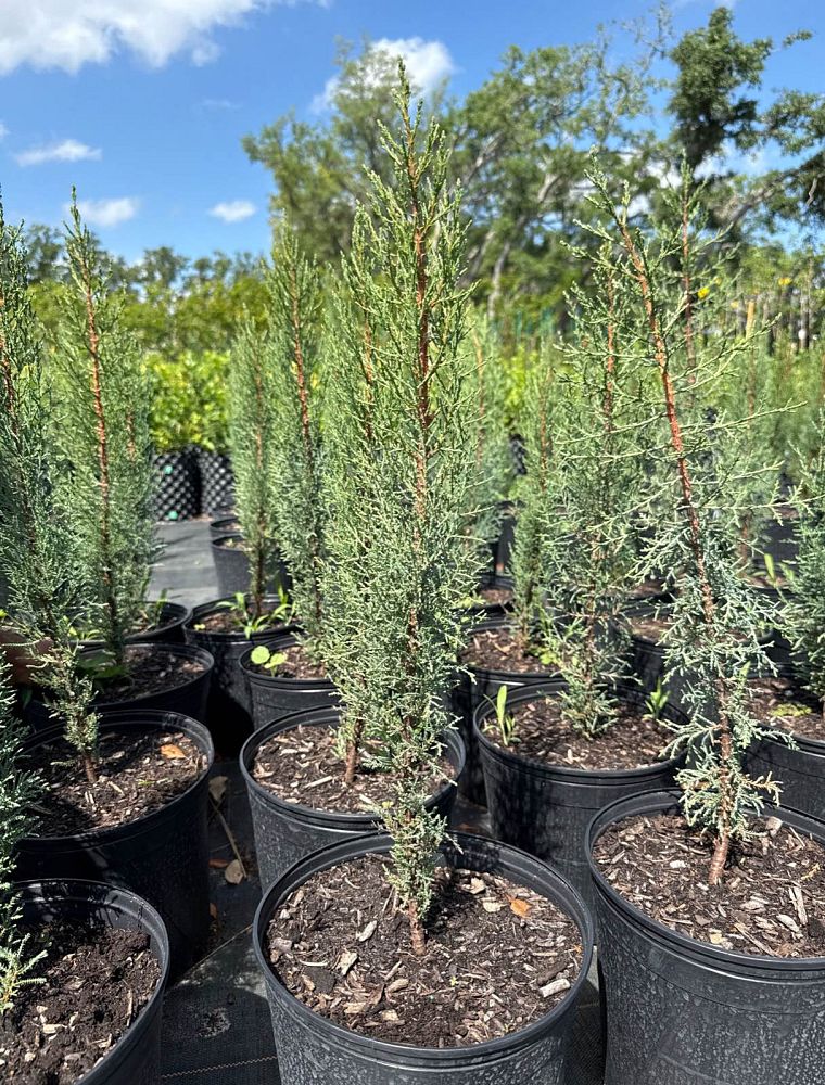 cupressus-sempervirens-italian-cypress