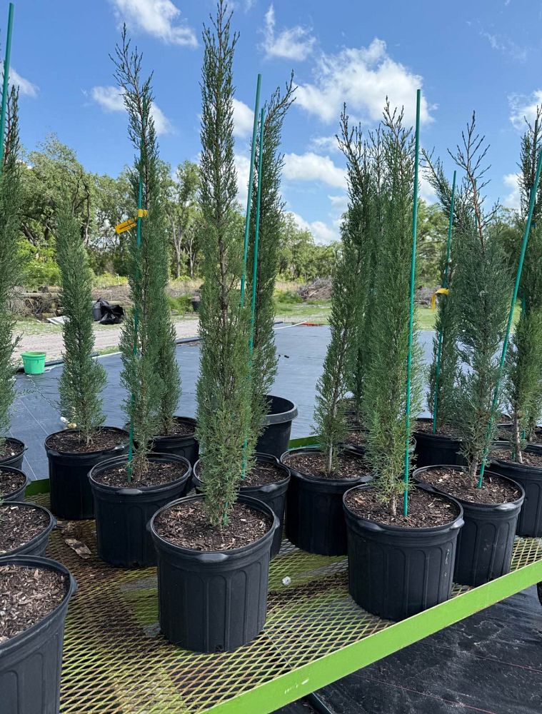 cupressus-sempervirens-italian-cypress