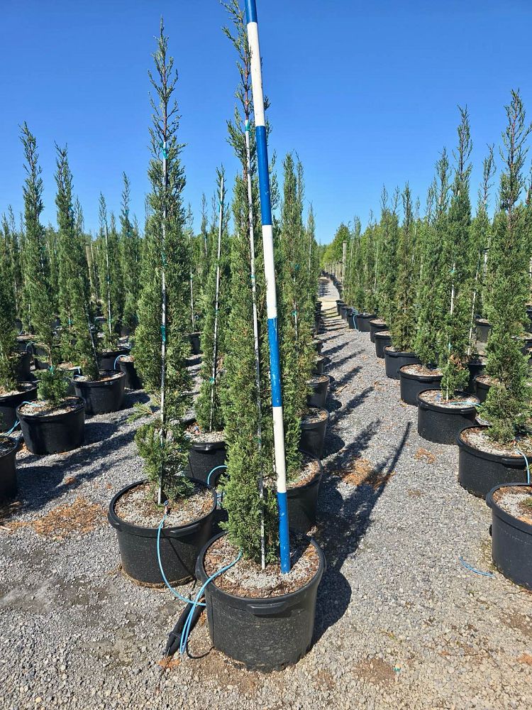 cupressus-sempervirens-italian-cypress