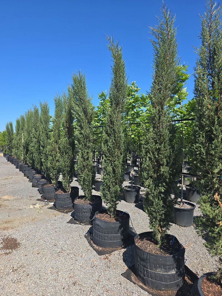cupressus-sempervirens-italian-cypress