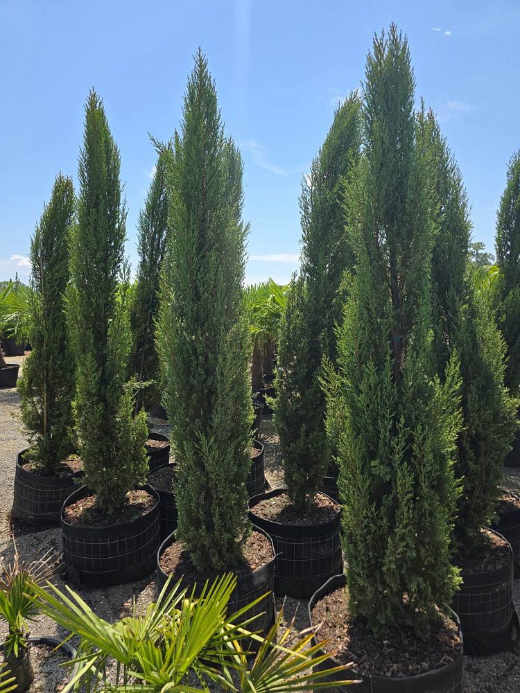 cupressus-sempervirens-italian-cypress