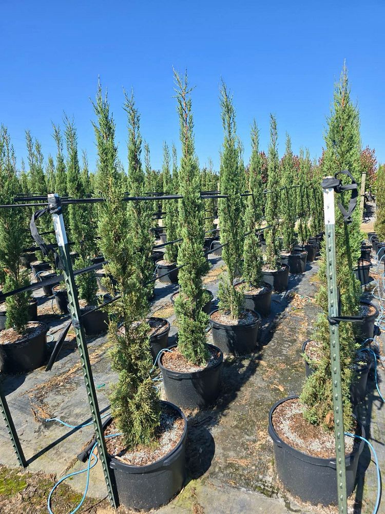 cupressus-sempervirens-italian-cypress