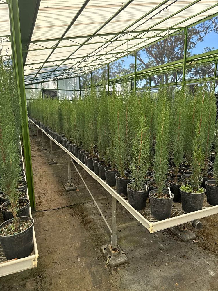 cupressus-sempervirens-italian-cypress