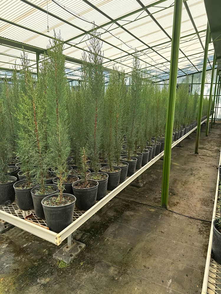 cupressus-sempervirens-italian-cypress