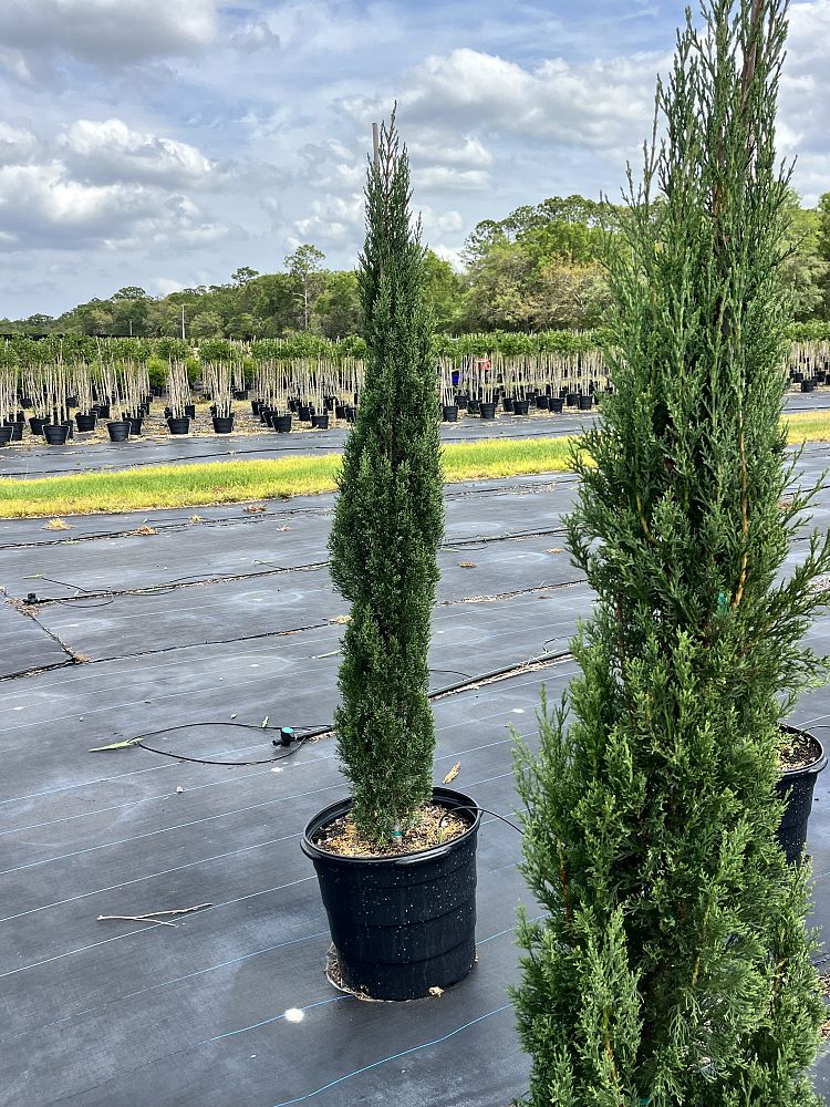 cupressus-sempervirens-italian-cypress