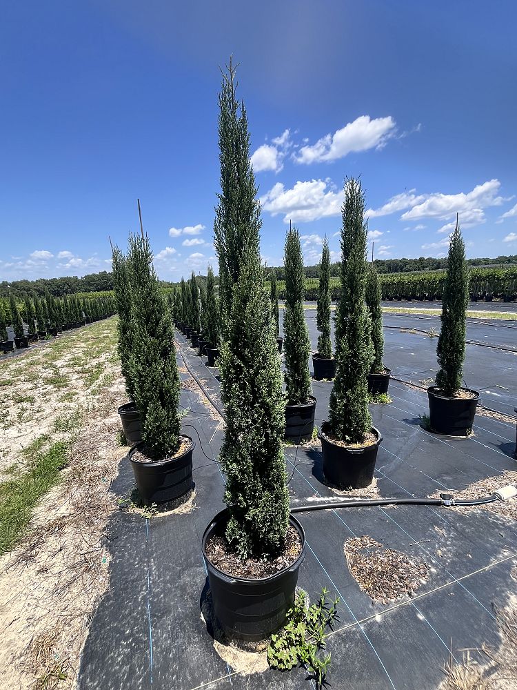 cupressus-sempervirens-italian-cypress