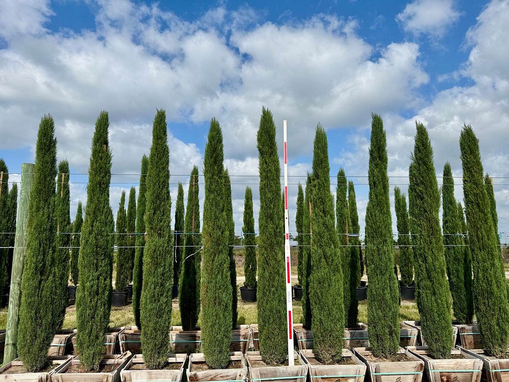 cupressus-sempervirens-italian-cypress