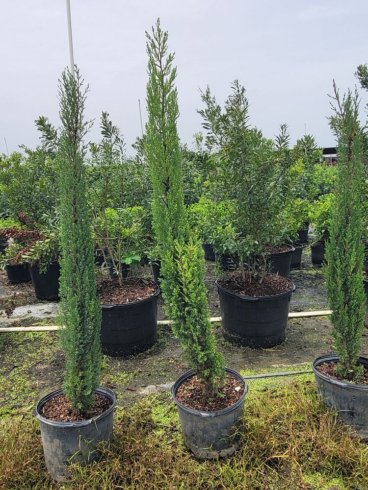 cupressus-sempervirens-italian-cypress
