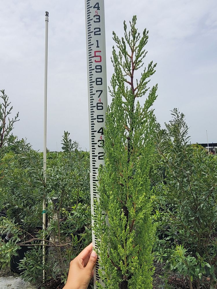 cupressus-sempervirens-italian-cypress