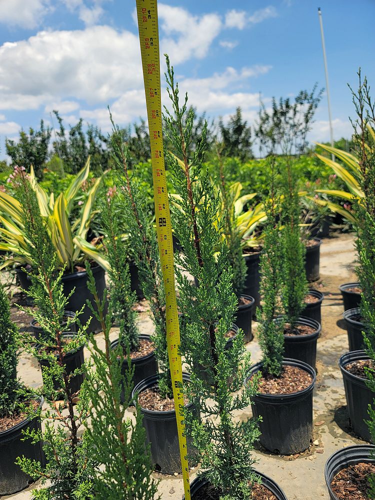cupressus-sempervirens-italian-cypress