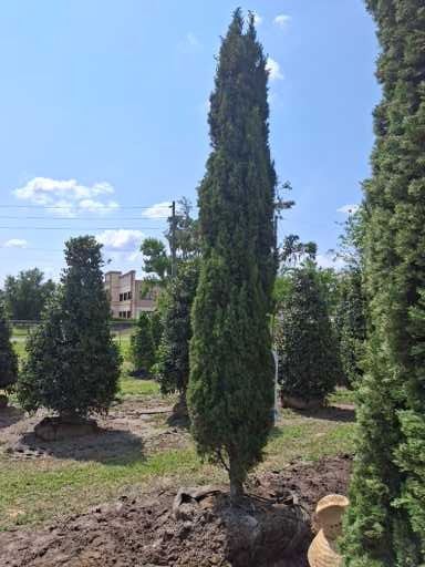 cupressus-sempervirens-italian-cypress