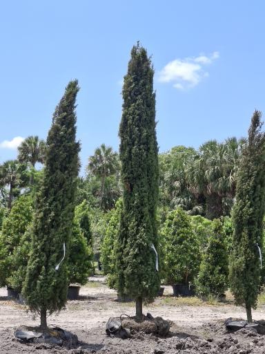 cupressus-sempervirens-italian-cypress