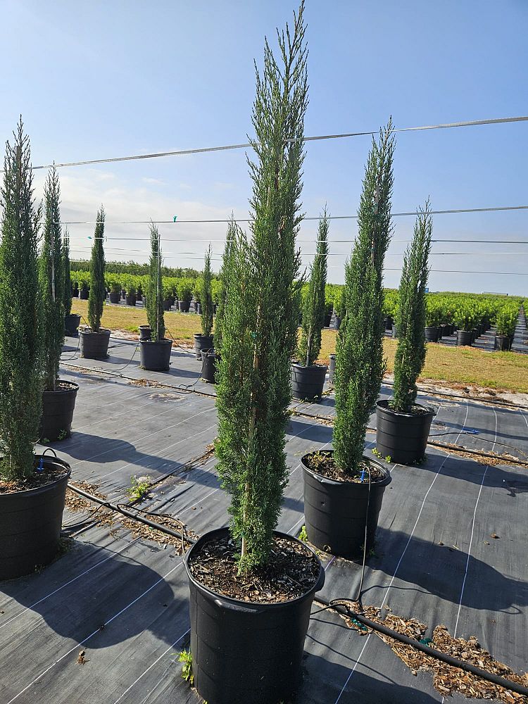 cupressus-sempervirens-italian-cypress