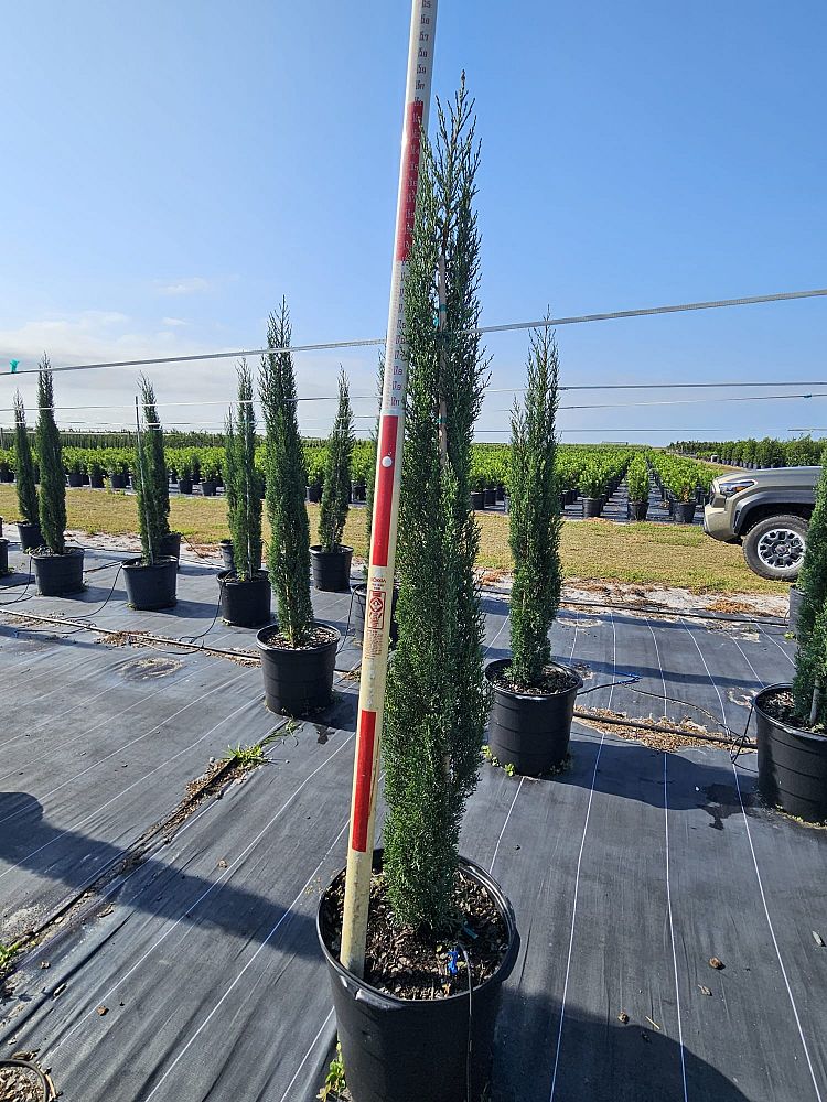 cupressus-sempervirens-italian-cypress