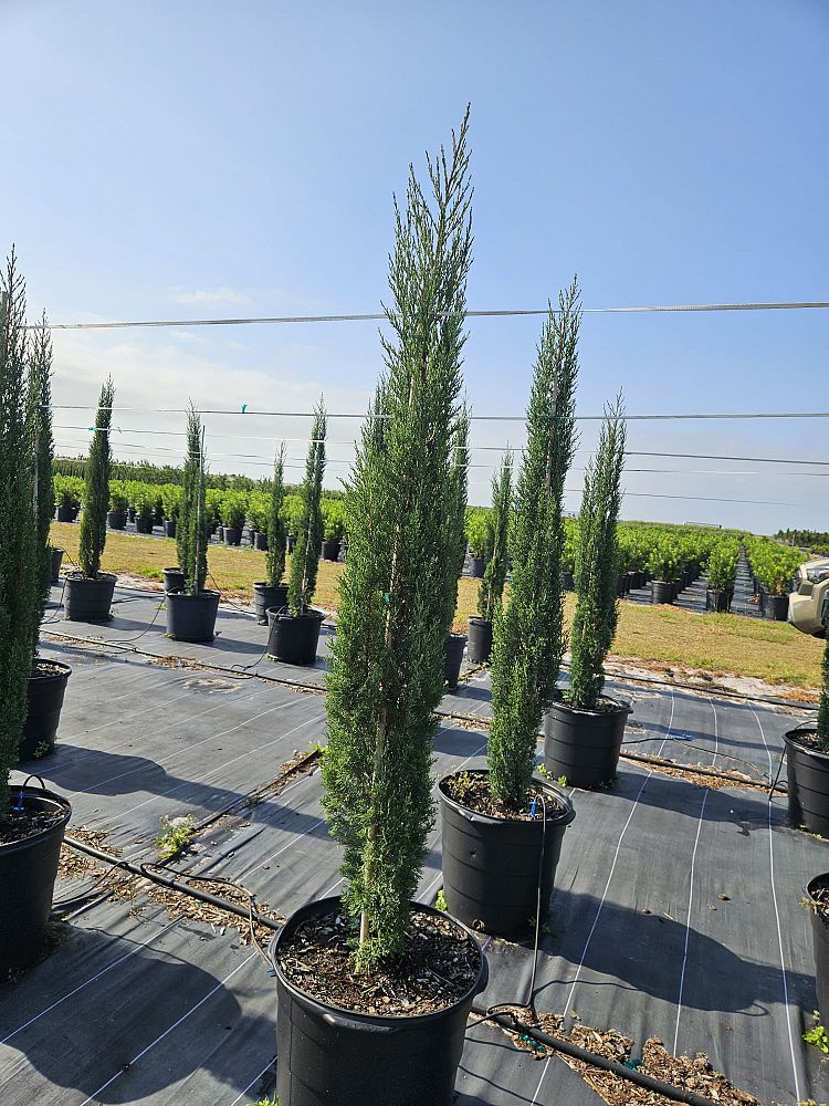 cupressus-sempervirens-italian-cypress