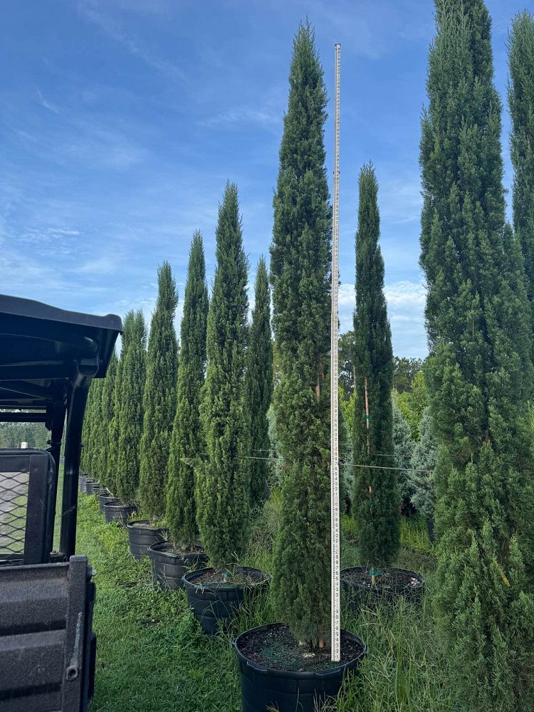 cupressus-sempervirens-italian-cypress
