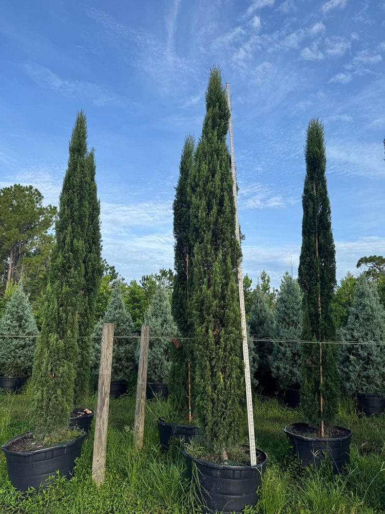 cupressus-sempervirens-italian-cypress