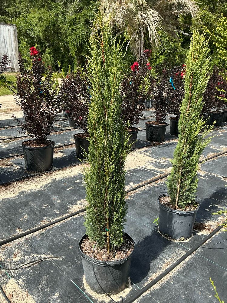 cupressus-sempervirens-italian-cypress