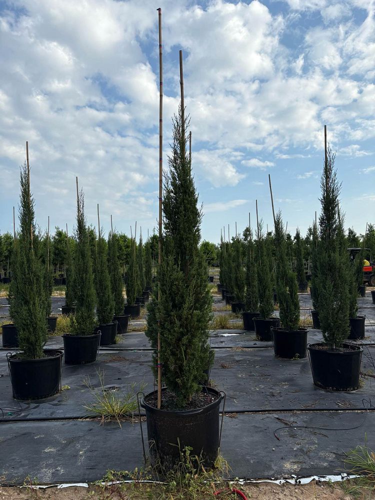 cupressus-sempervirens-italian-cypress