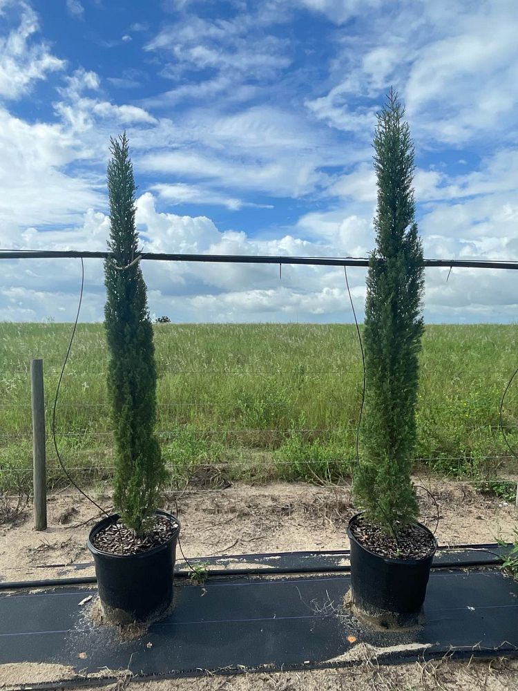 cupressus-sempervirens-italian-cypress