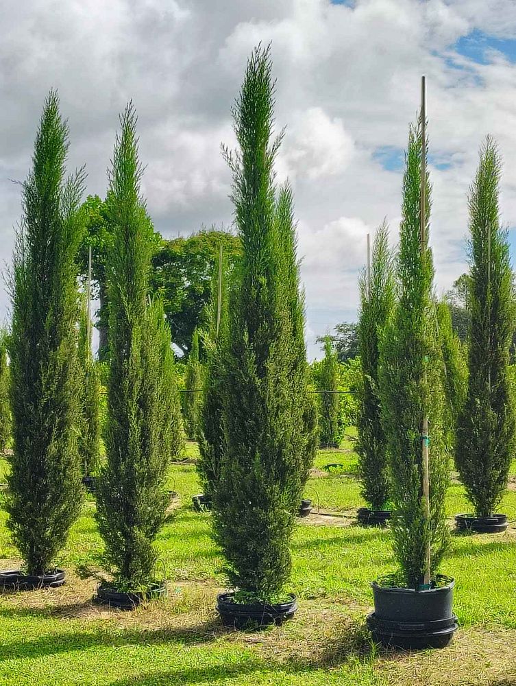cupressus-sempervirens-italian-cypress