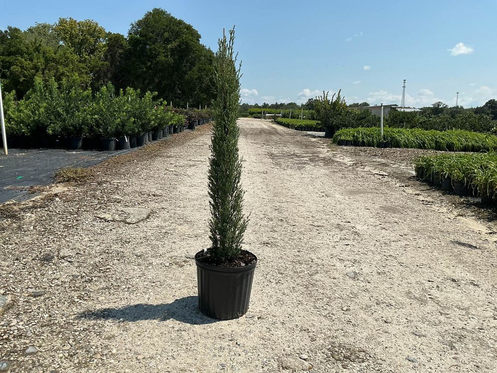 cupressus-sempervirens-italian-cypress
