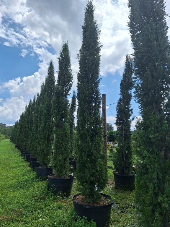 cupressus-sempervirens-italian-cypress