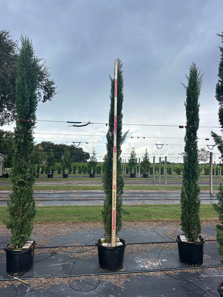 cupressus-sempervirens-italian-cypress