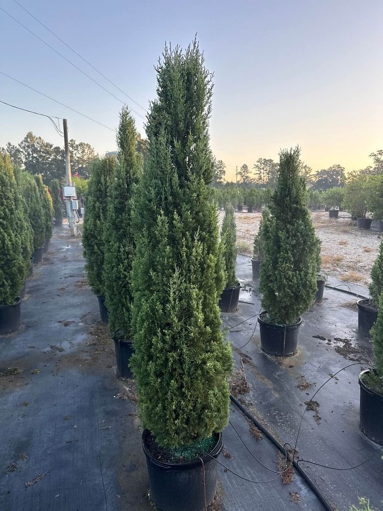cupressus-sempervirens-italian-cypress