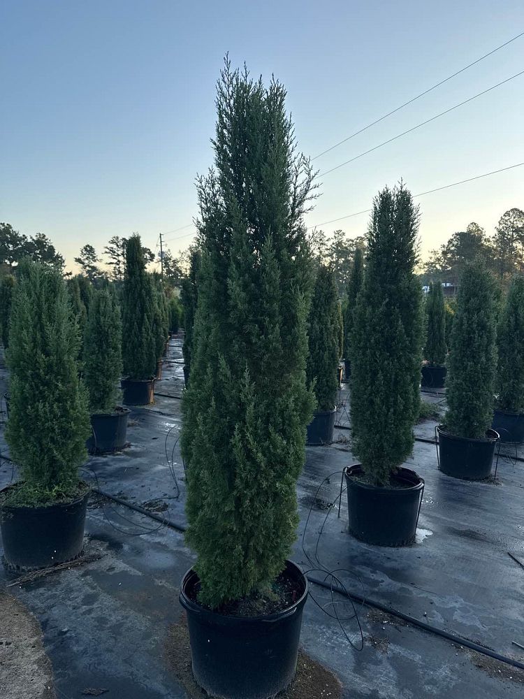 cupressus-sempervirens-italian-cypress